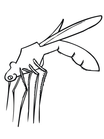 Mosquito Is Ready To Bite Coloring Page